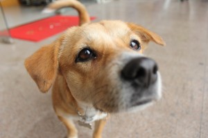 愛狗？恨狗？寵物犬被投毒，你站哪一邊？